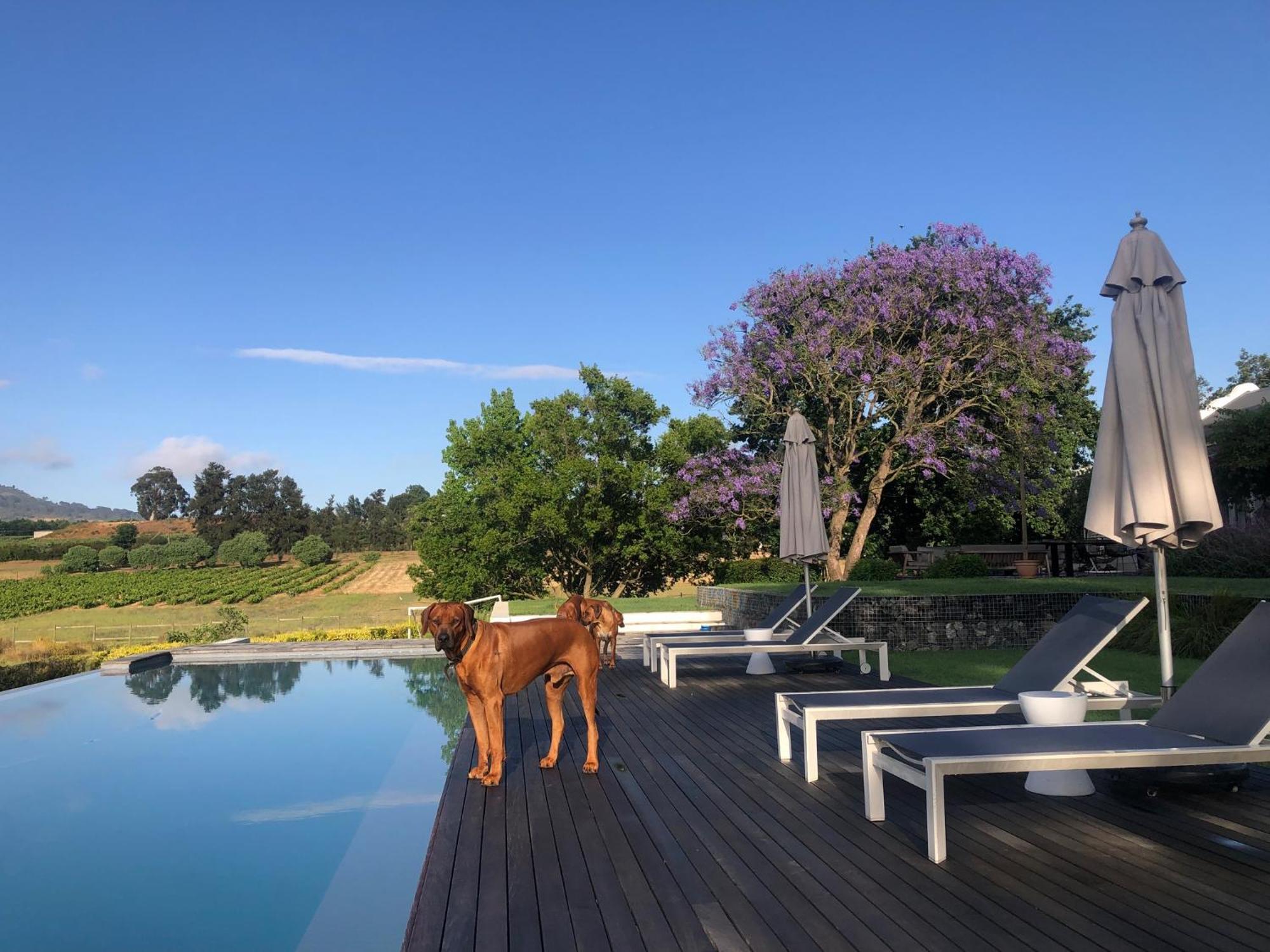 Tempel Wines Hotel Paarl Kültér fotó